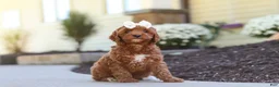 Cockapoo dogs for sale: Willow - Ad 13