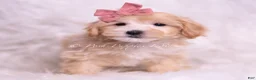 Maltipoo dogs for sale: Polly - Ad 3