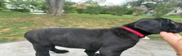 Cane Corso dogs for sale: Pink collar - Ad 3