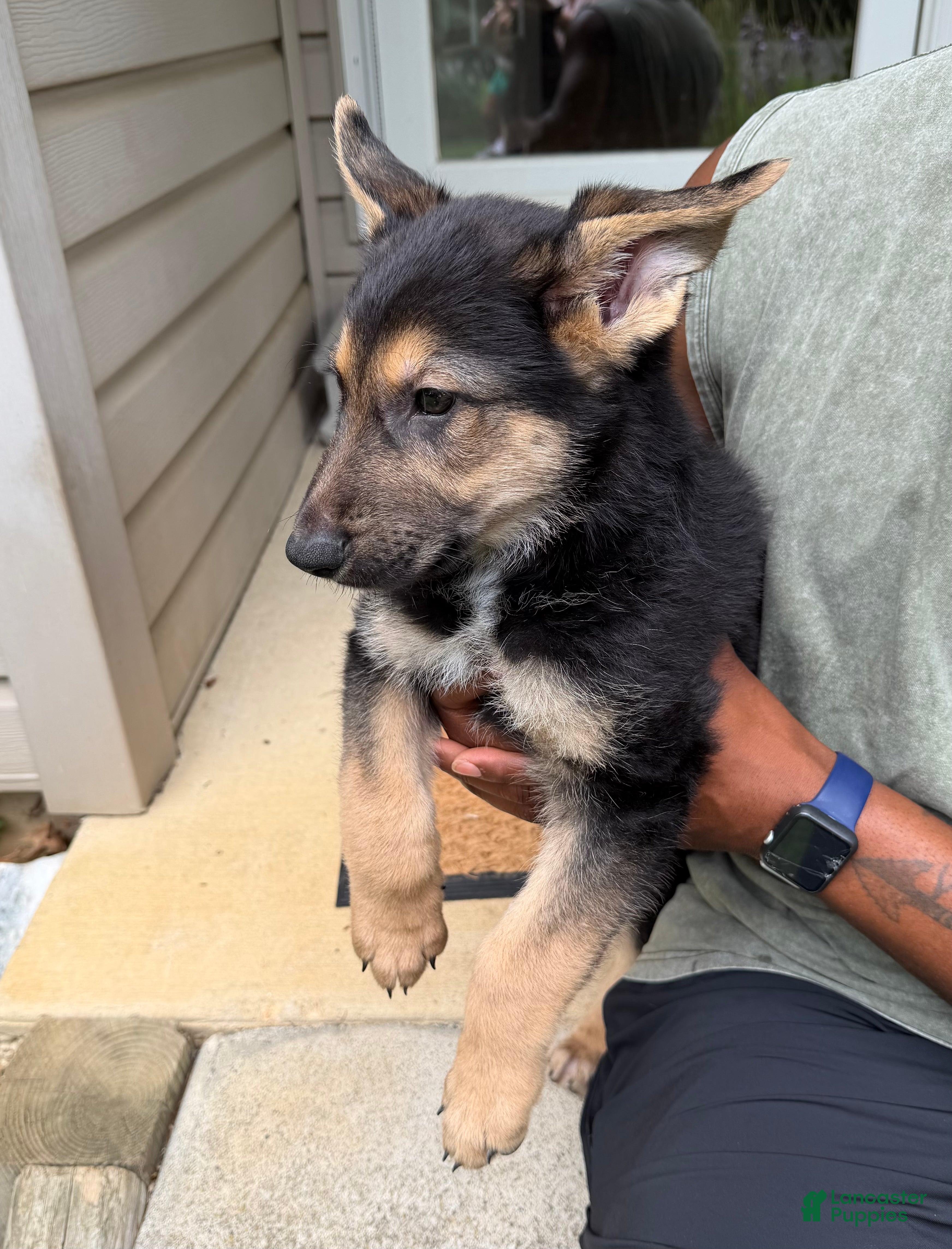 German Shepherd dogs Ranger - Ad 6