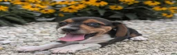 Beagle dogs for sale: Muffin - Ad 8