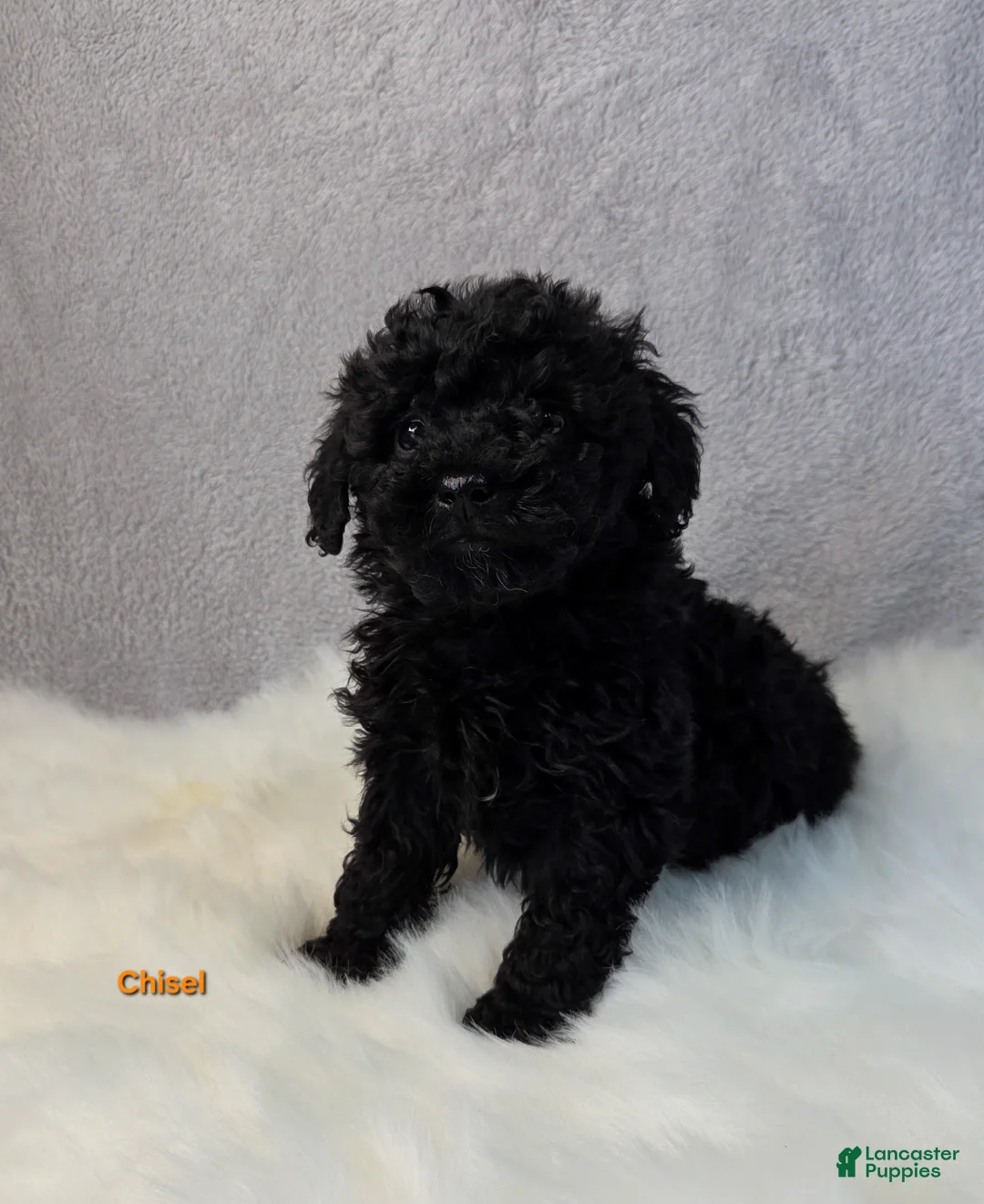 Miniature Poodle dogs for sale: Chisel  - Ad 5