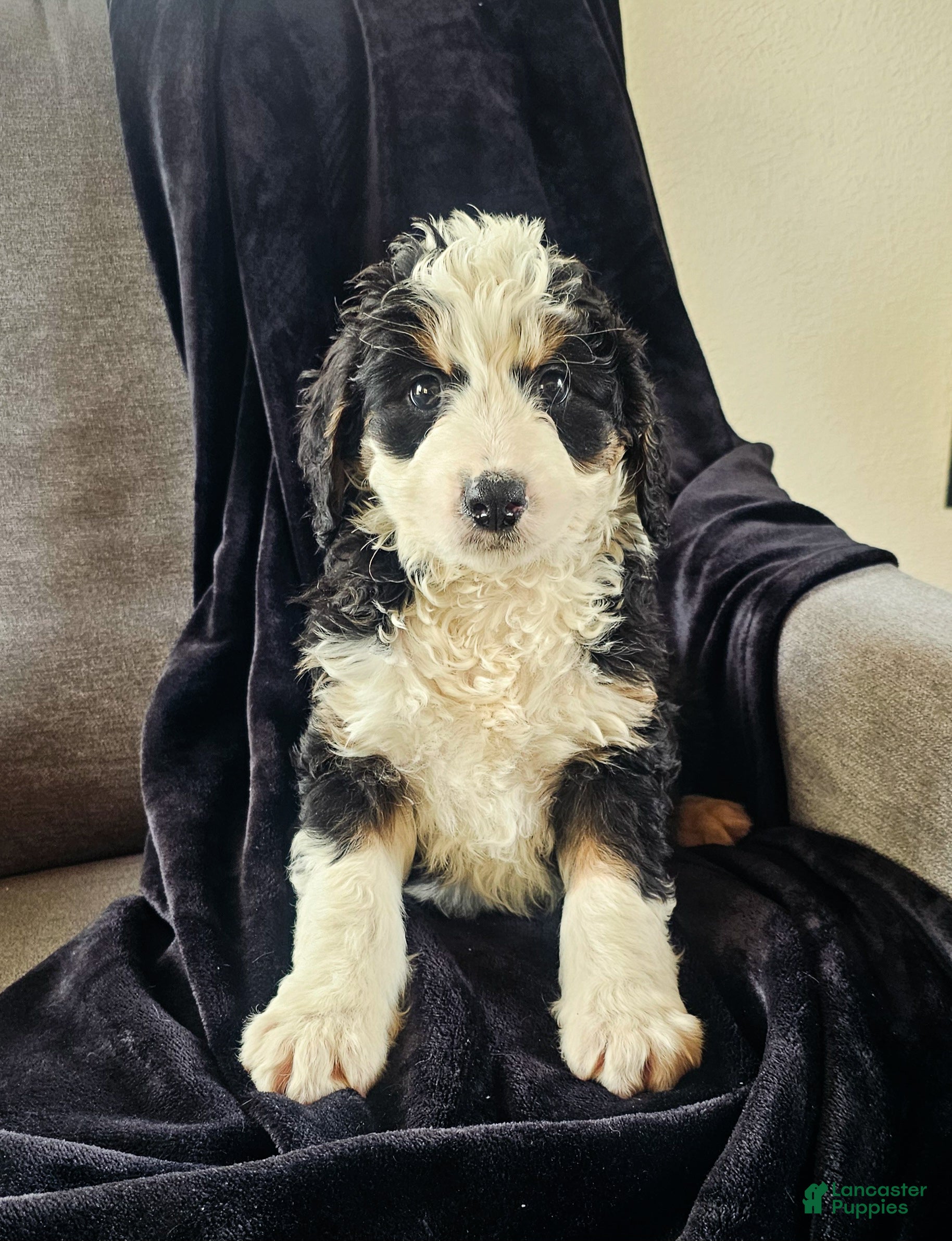 Mini Bernedoodle dogs Charlie  - Ad 1