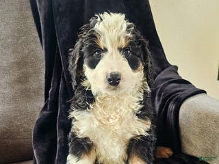 Mini Bernedoodle dogs Charlie - Ad 39