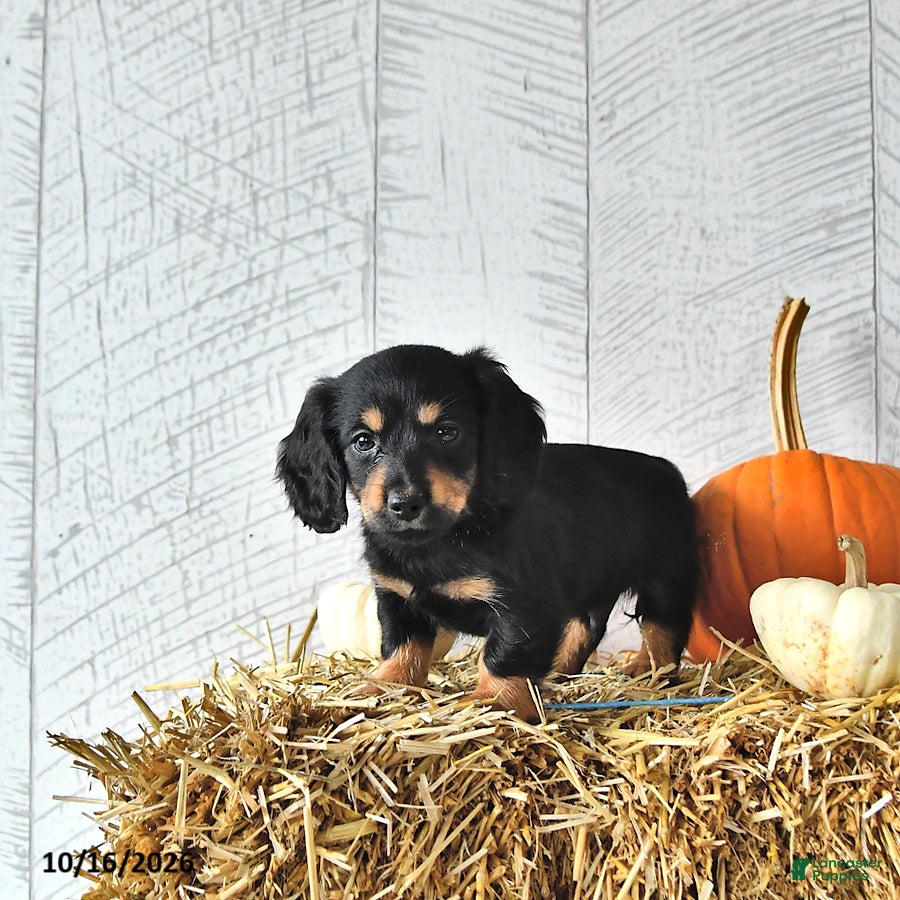 Miniature Dachshund dogs Benji - Ad 2