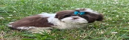 Shih Tzu dogs for sale: Weston - Ad 2