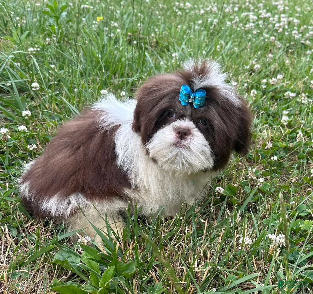 Shih Tzu dogs for sale: Weston - Ad 2