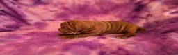 Mixed Breed dogs for sale: Mixed Breed Puppy 5 - Ad 3