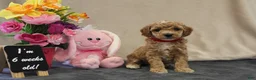 Miniature Poodle dogs for sale: Penny - Ad 9