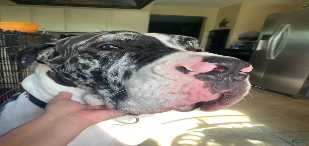 Gallery Image {{count}}