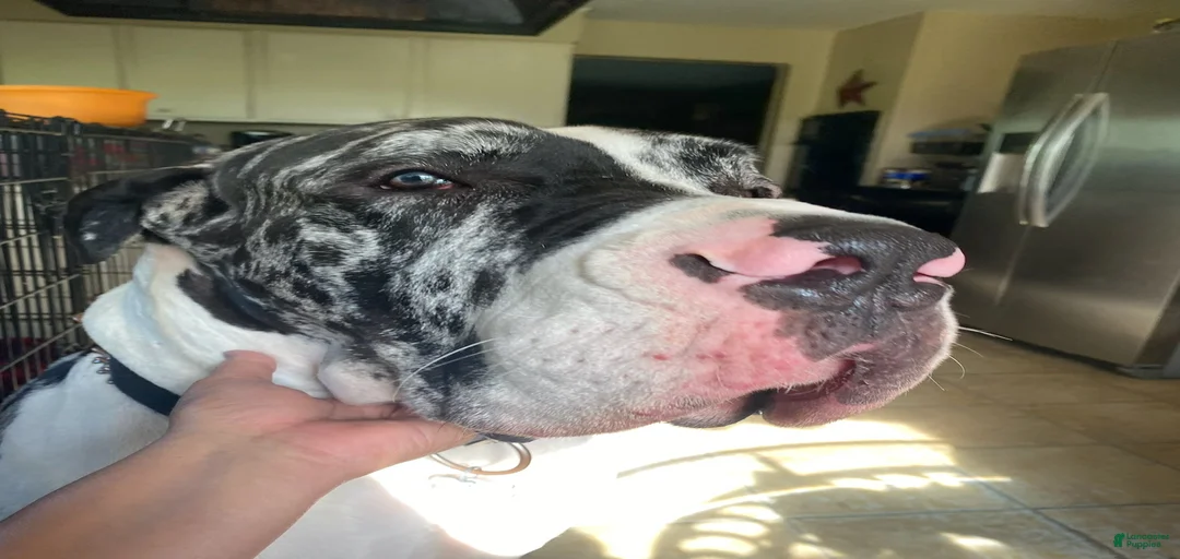 Gallery Image {{count}}