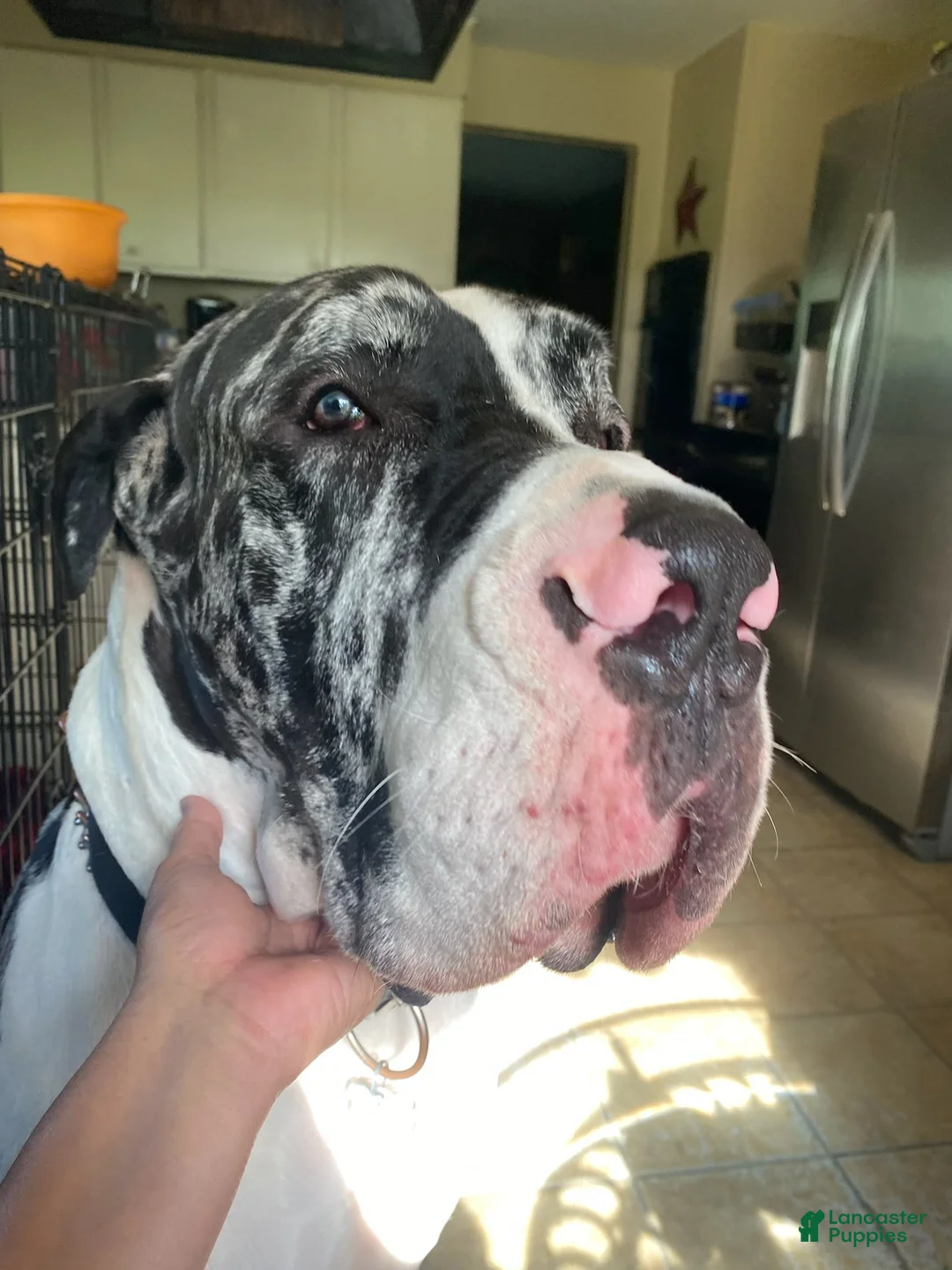 Gallery Image {{count}}