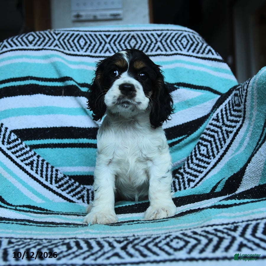 Cocker Spaniel dogs Crumbs - Ad 2