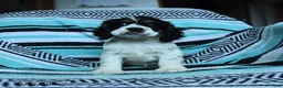 Cocker Spaniel dogs for sale: Crumbs - Ad 2