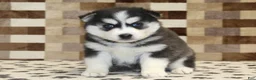 Pomsky dogs for sale: Irvin - Ad 3