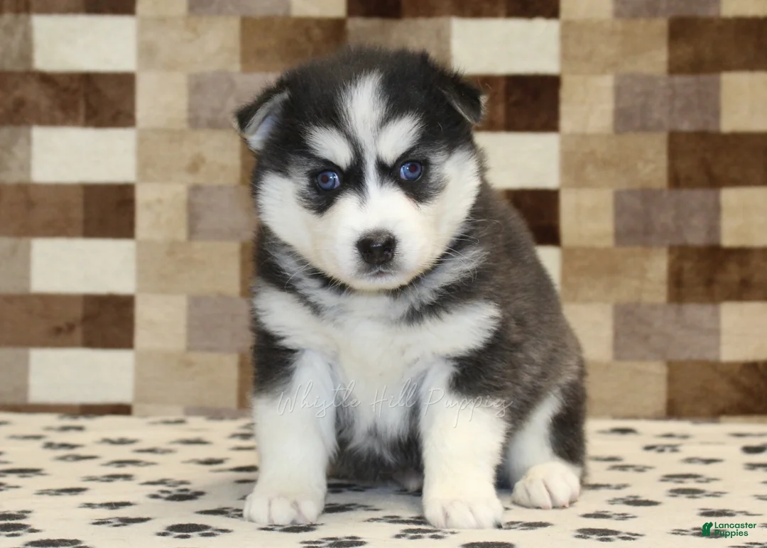 Pomsky dogs for sale: Irvin - Ad 3