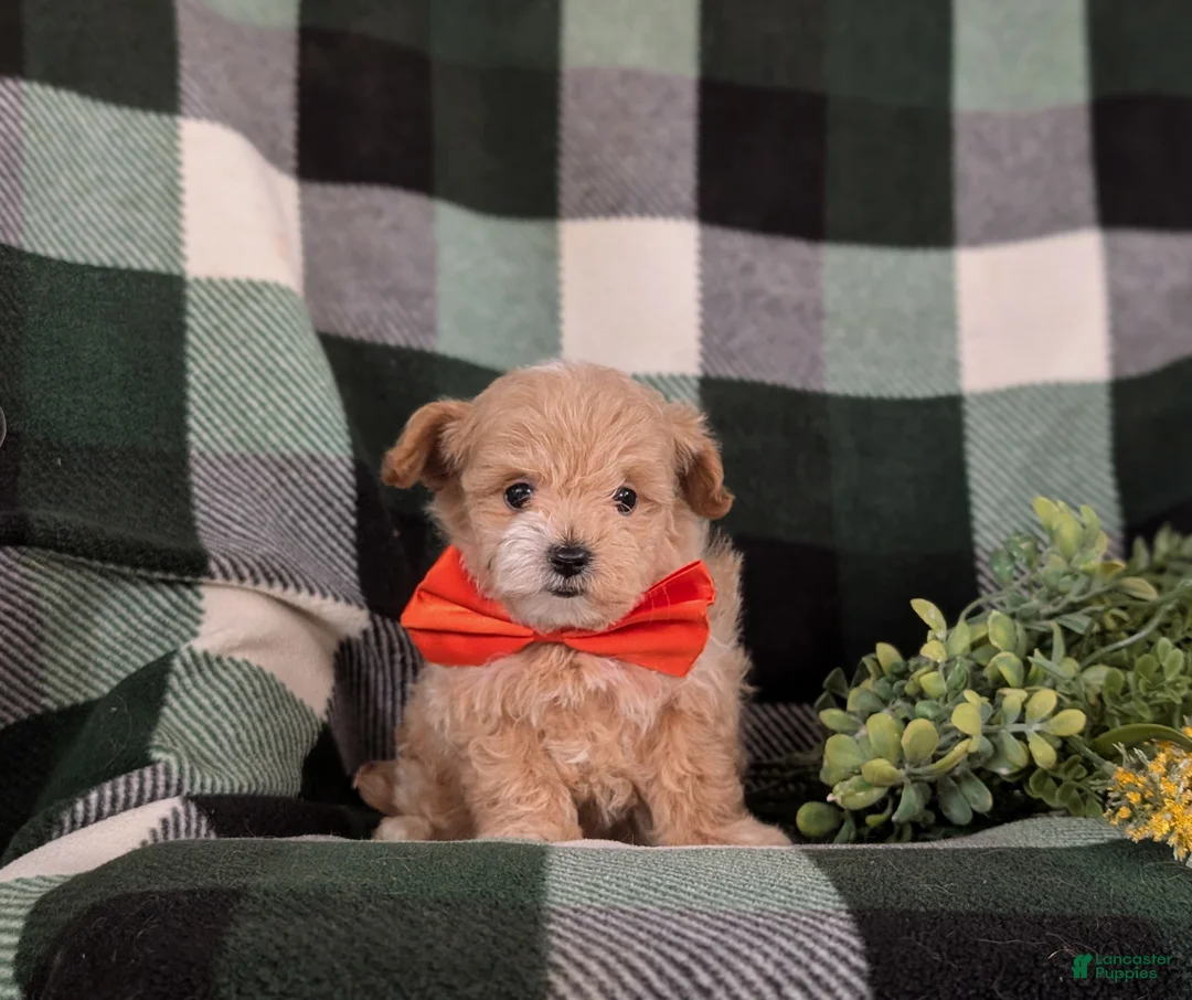 Maltipoo dogs for sale: Fleming 5 lbs Full Grown - Ad 6