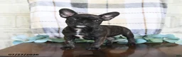 Frenchton dogs for sale: Jayda - Ad 2