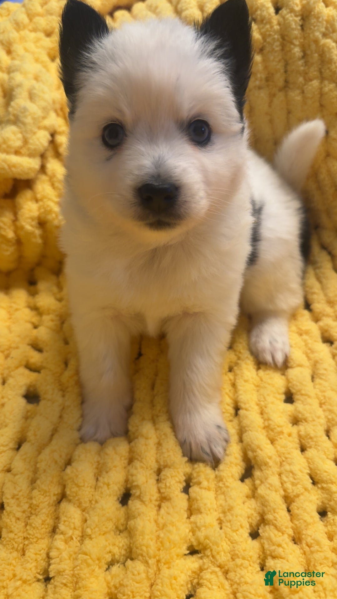Pomsky dogs for sale: White Male with black spots - Ad 11