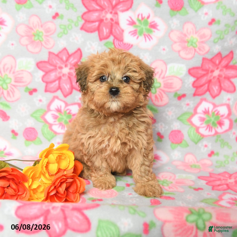 Havapoo dogs Landon - Ad 2