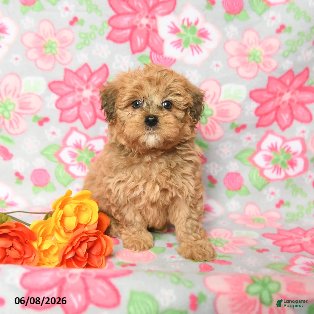 Havapoo dogs for sale: Landon - Ad 2