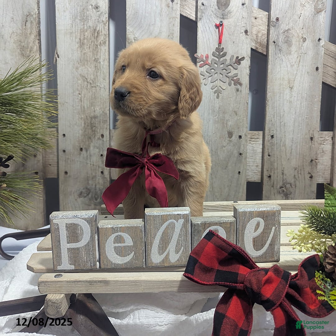 Golden Retriever dogs for sale: Peace - Ad 4