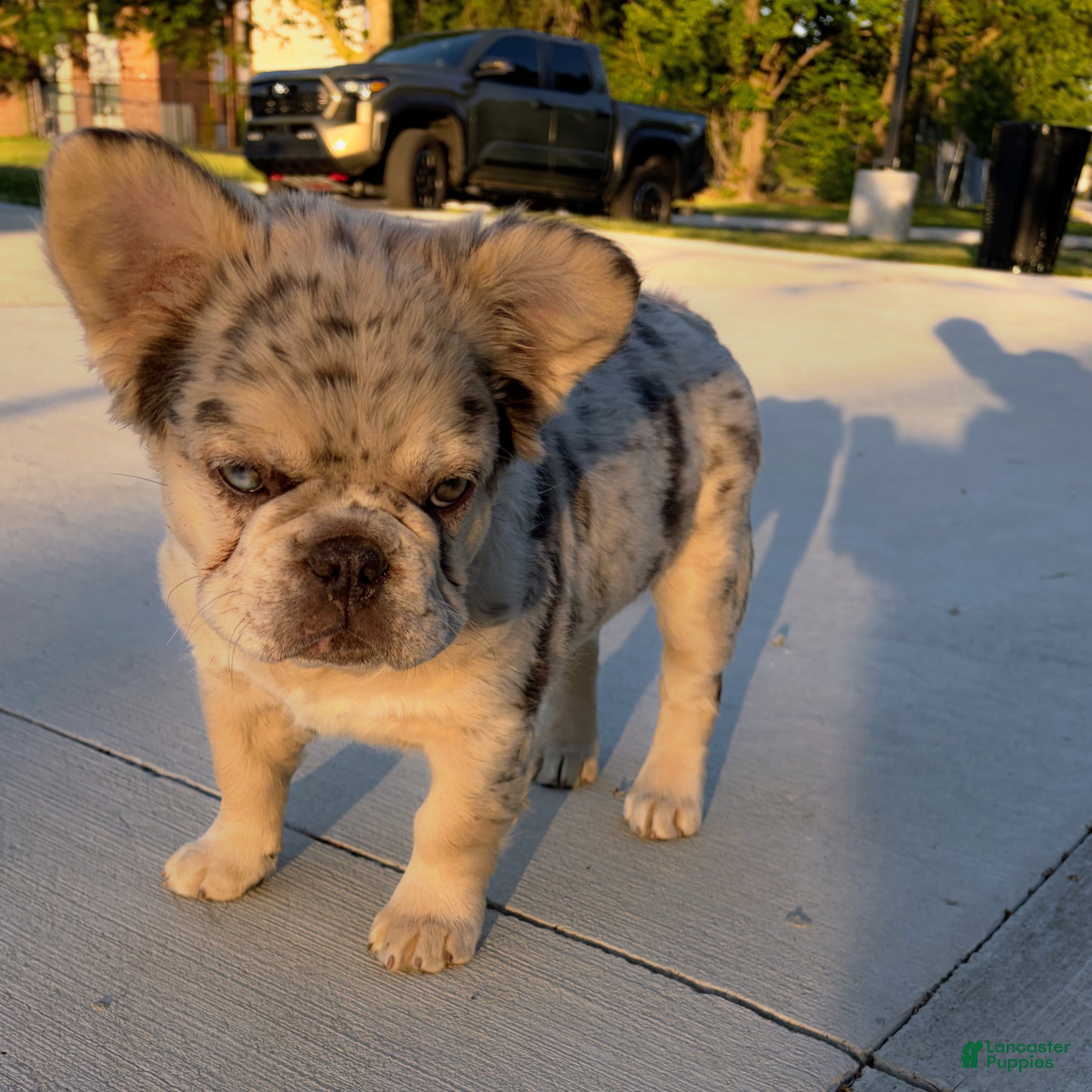 French Bulldog dogs French Bulldog Puppy 1 - Ad 1
