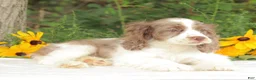 Cocker Spaniel dogs for sale: Calia - Ad 5