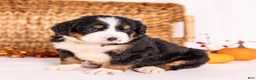 Bernese Mountain Dog dogs for sale: Robbie - Ad 1