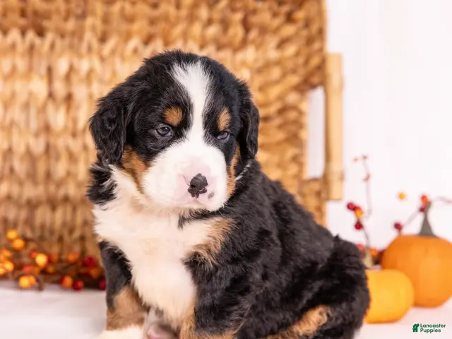 Bernese Mountain Dog dogs Robbie - Ad 1