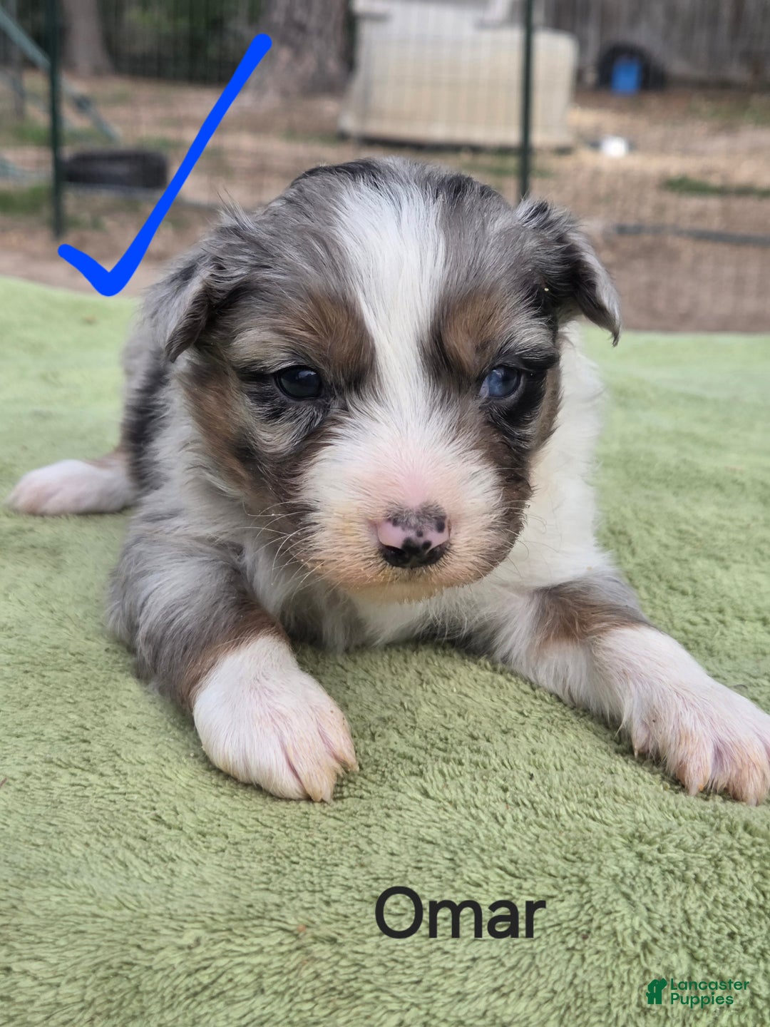 Australian Shepherd dogs for sale: Omar - Ad 1