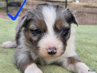 Australian Shepherd dogs Omar - Ad 12