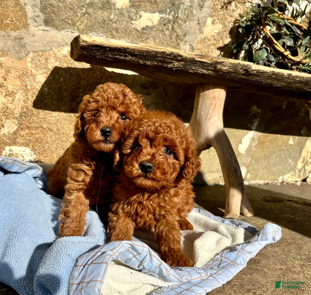 Toy Poodle dogs for sale: Little Tot❤️🐾AKC 6/7 lb❤️Call or Text 717-940-9223 - Ad 5