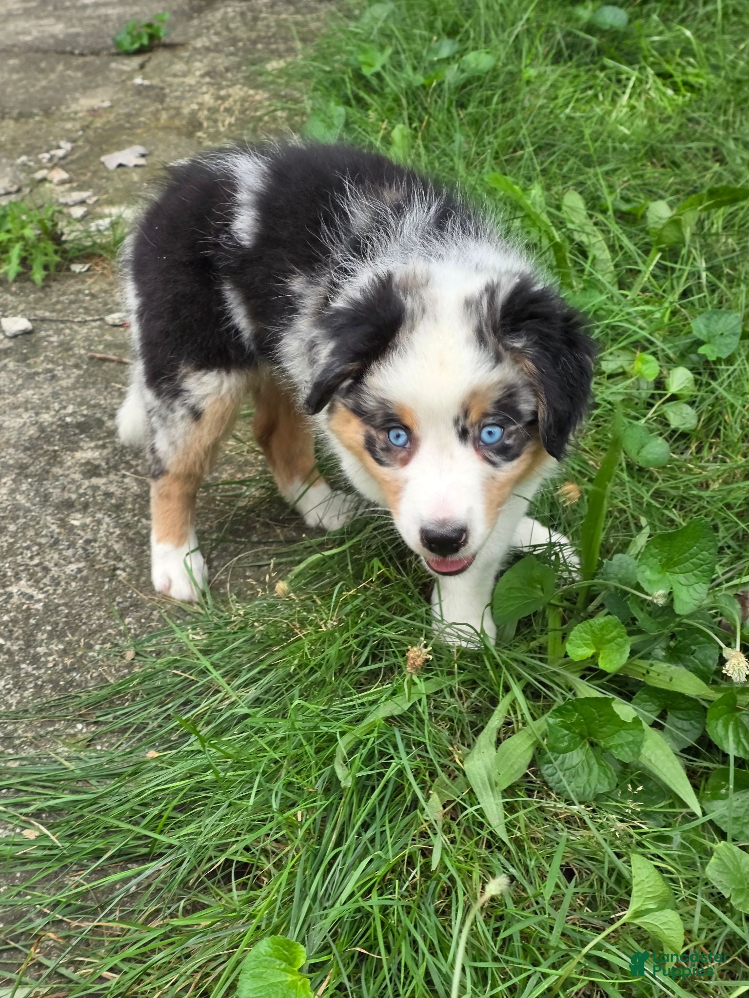 Australian Shepherd dogs Blue merle female - Ad 42