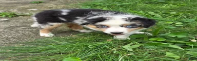 Blue merle female