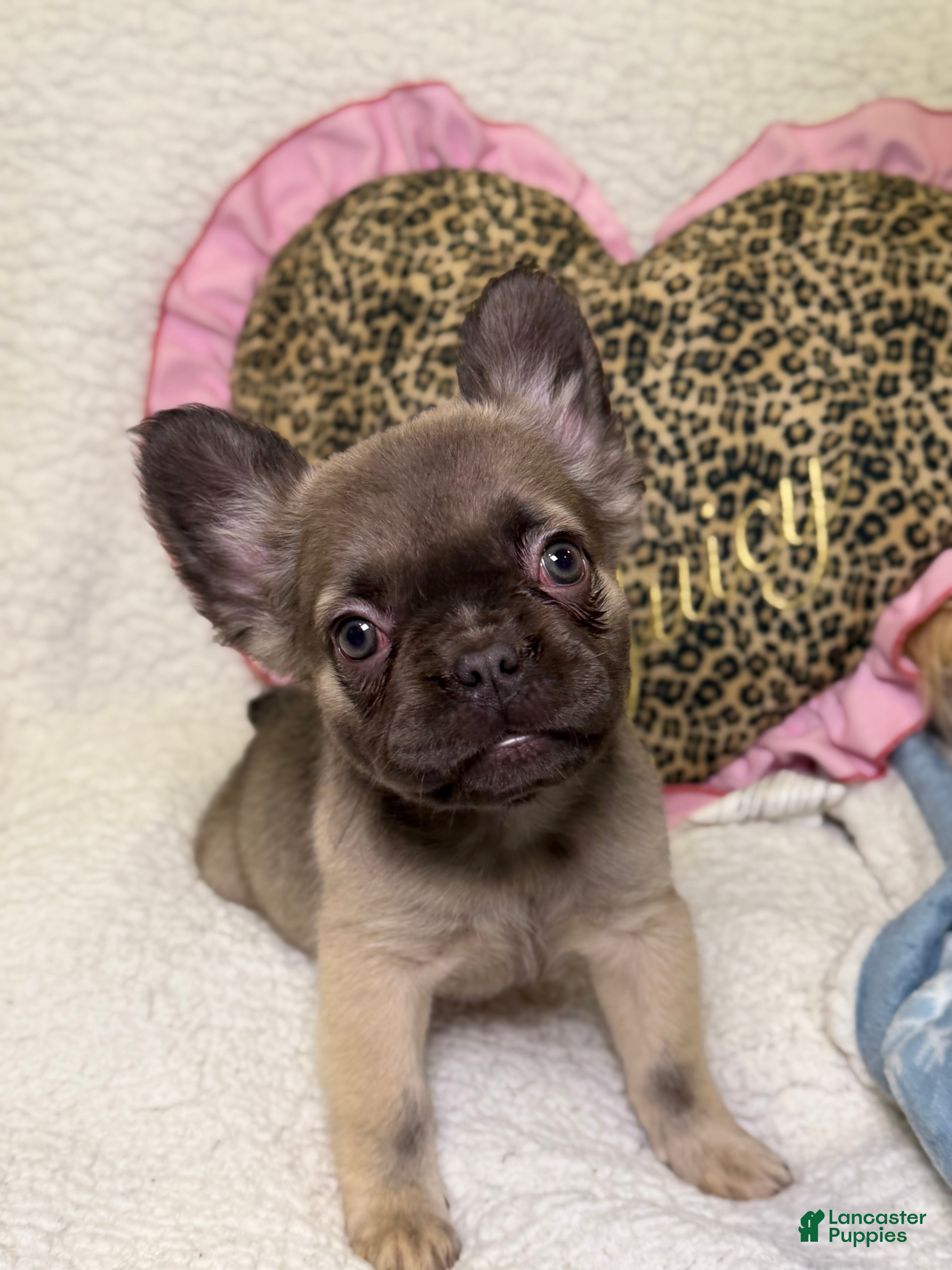 French Bulldog dogs Suki - Ad 10