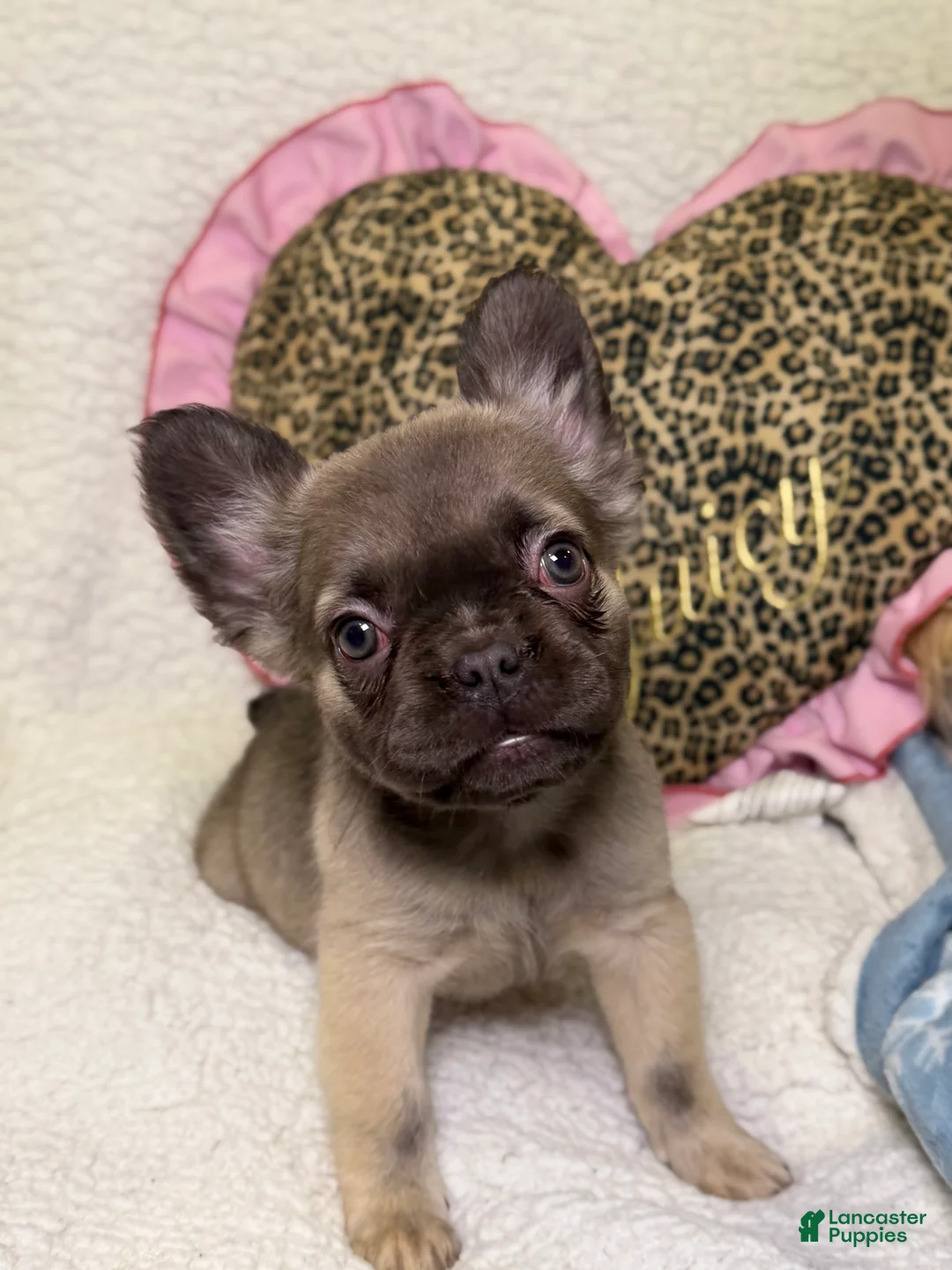French Bulldog dogs for sale: Suki - Ad 1
