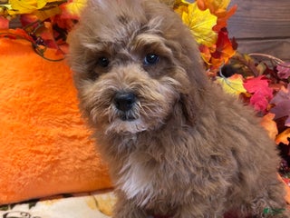 Mini Goldendoodle dogs - Ad 2