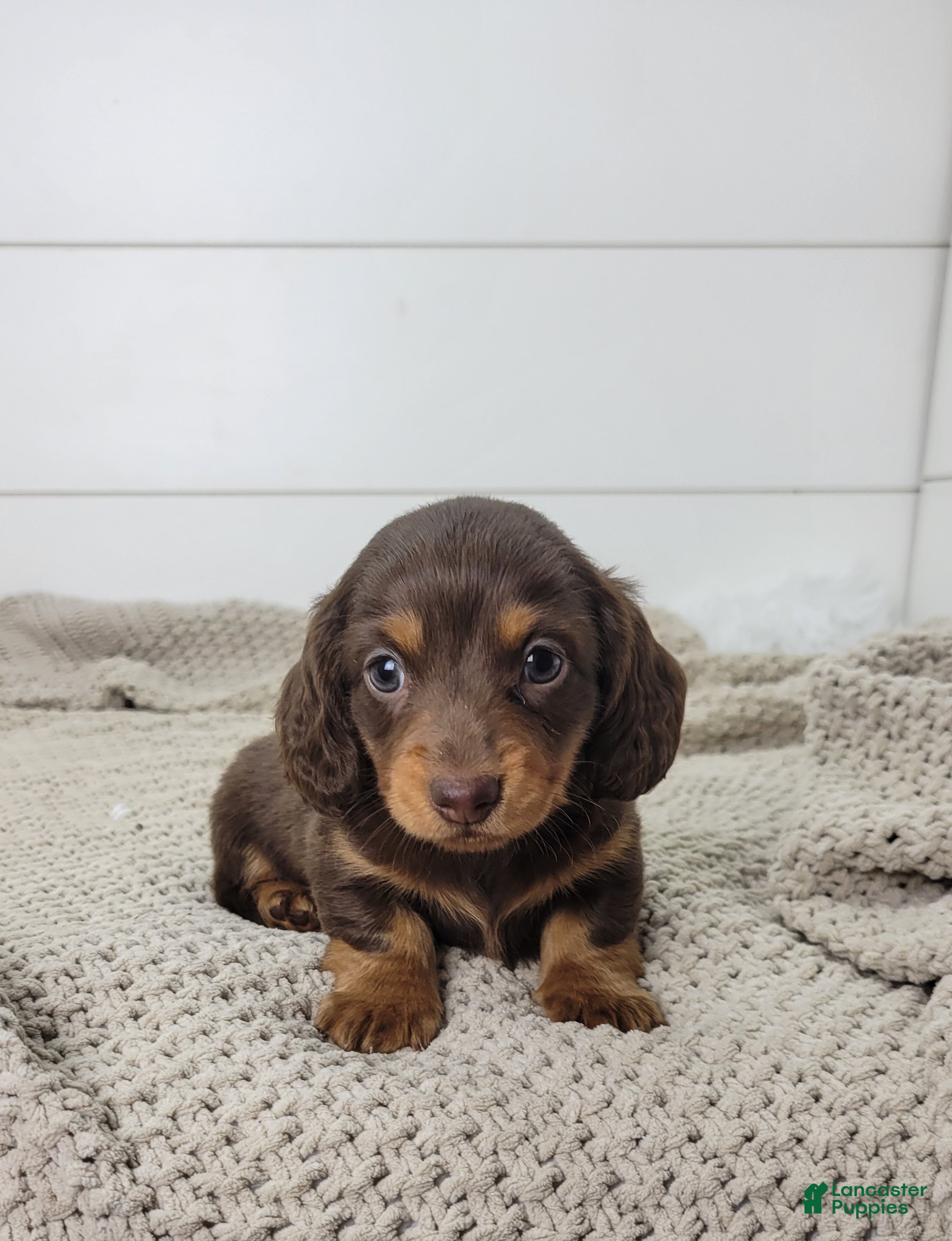 Dachshund dogs Ollie - Ad 1