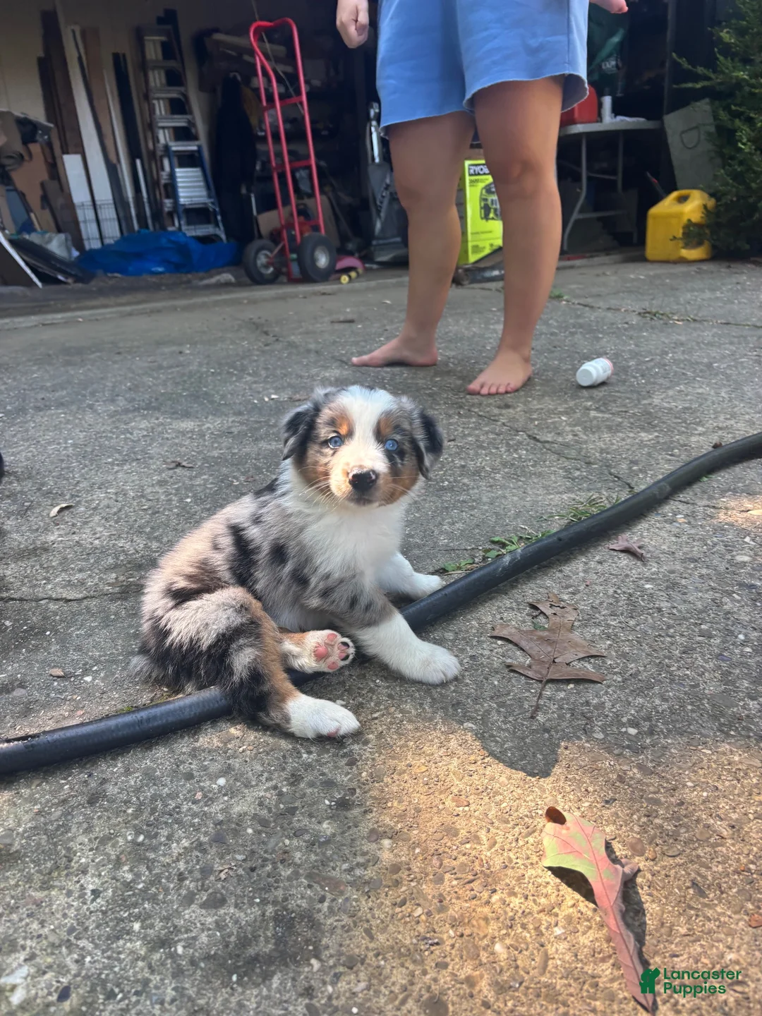 Australian Shepherd dogs for sale: Australian Shepherd 2 - Ad 2