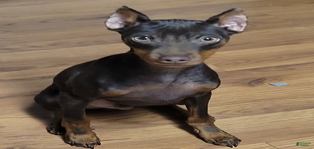 Gallery Image {{count}}