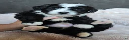 Mini Bernedoodle dogs for sale: Mini Wendy - Ad 10