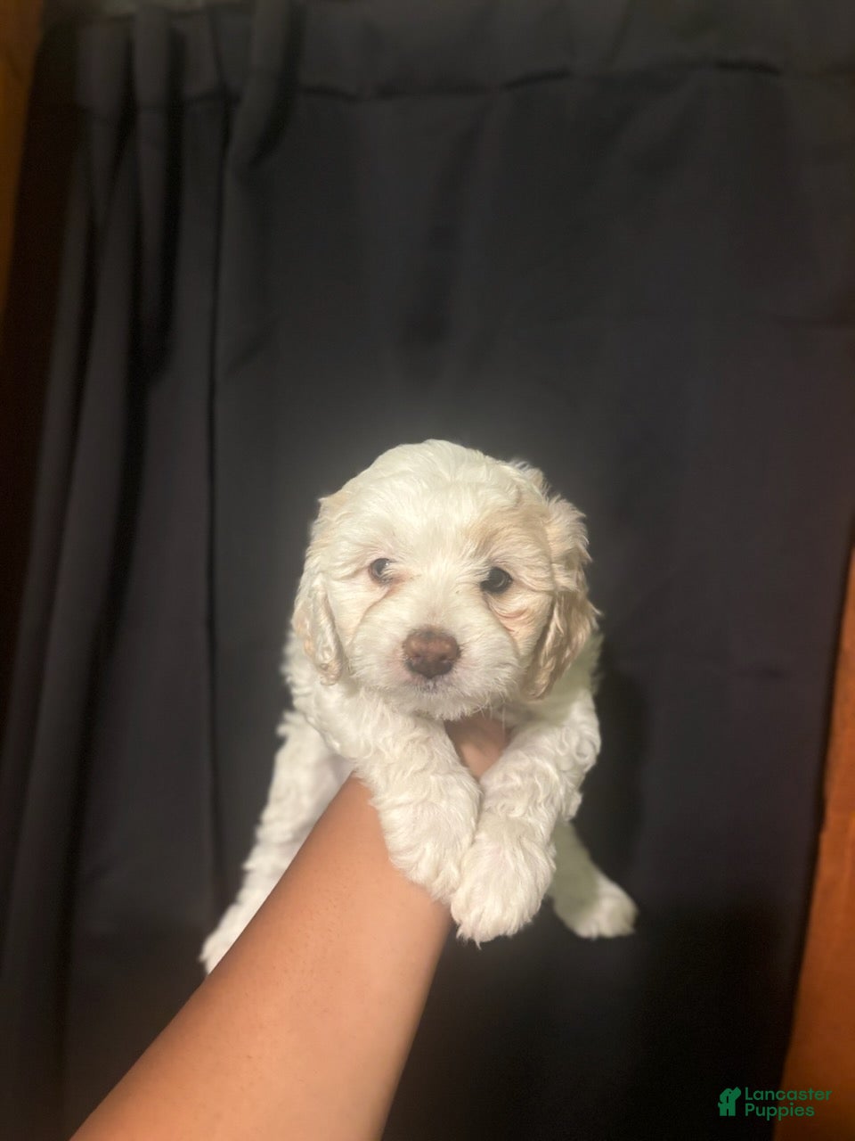 Maltipoo dogs Mila - Ad 2