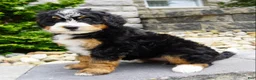 Mini Bernedoodle dogs for sale: Mini Bernedoodle Millie  - Ad 4