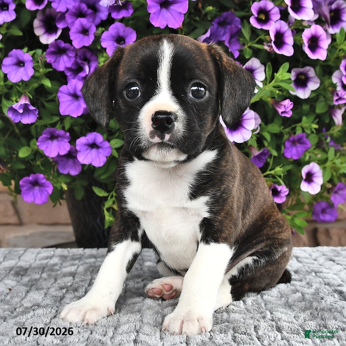 Boston Terrier dogs Smokey - Ad 2
