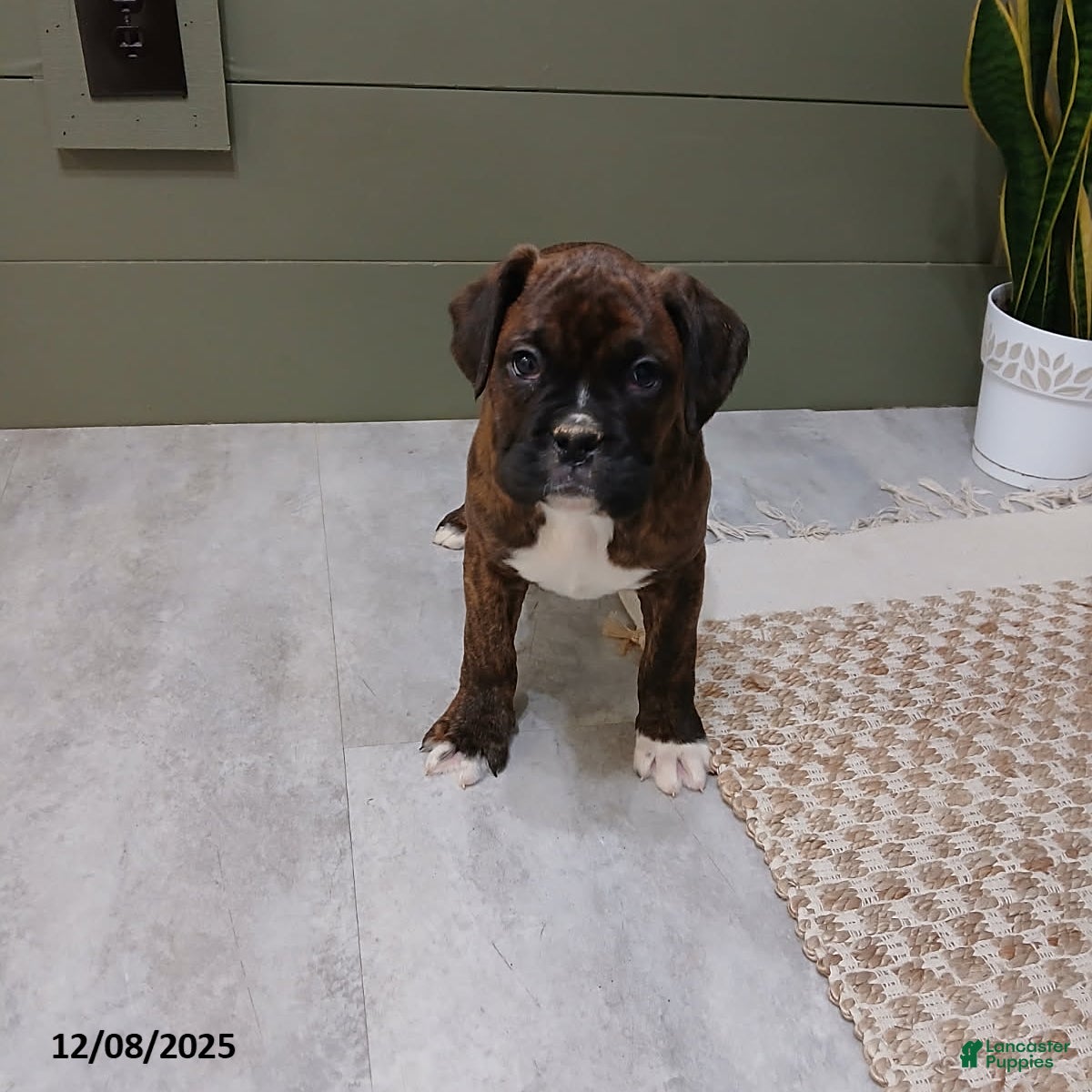 Boxer dogs Denali - Ad 40