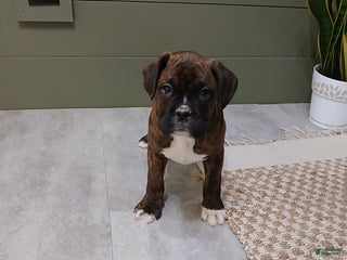 Boxer dogs Denali - Ad 17