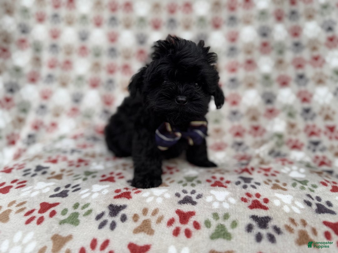 Shihpoo dogs for sale: Binx - Ad 9