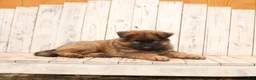 German Shepherd dogs for sale: Benji - Ad 5