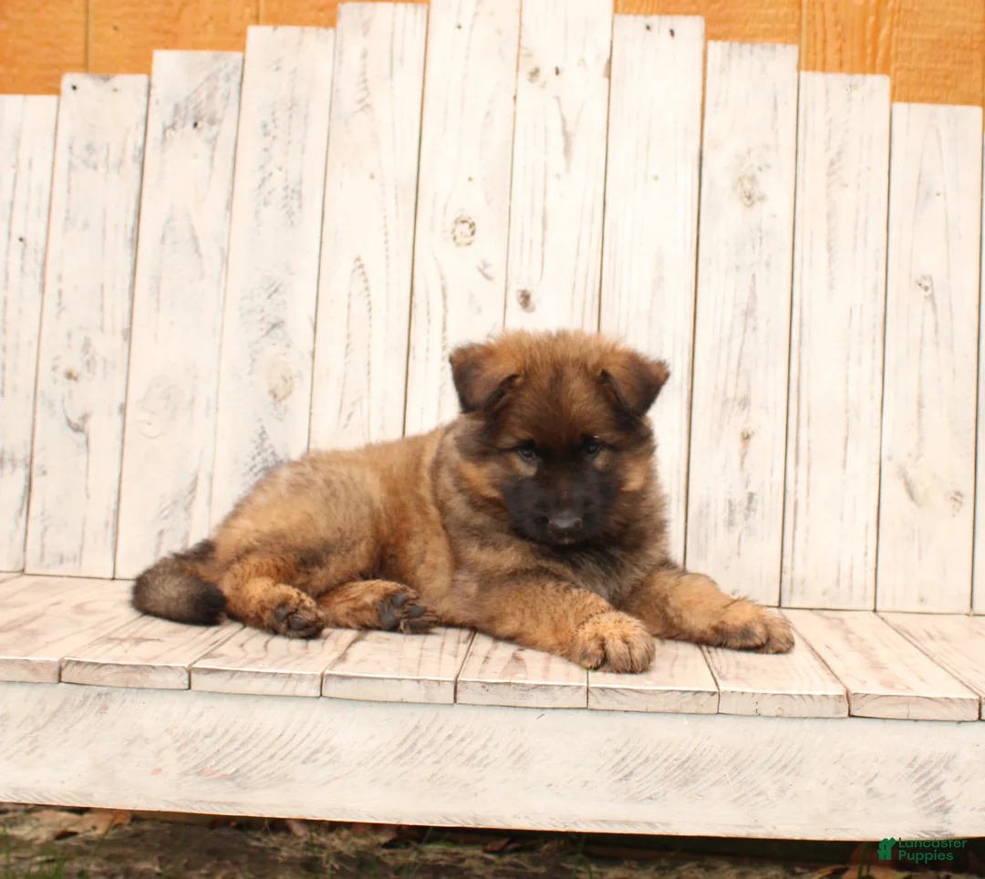German Shepherd dogs for sale: Benji - Ad 5